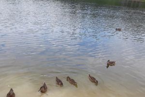 В Старозагородной роще появятся автоматы с безопасным кормом для уток