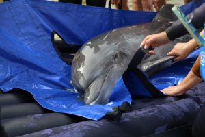 На Черном море открыли стационар для лечения дельфинов