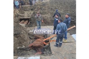 В Омске лошадь провалилась в яму, оставленную коммунальщиками