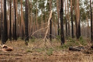 В Омской области официально завершен пожароопасный сезон