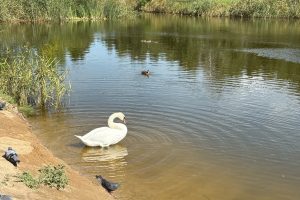 Лебеди в Омской области перестали быть редкими птицами