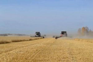 Аграрии Омской области намолотили почти 2,8 млн тонн зерна