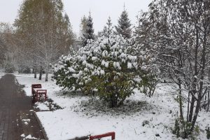 Омичей предупредили о дожде, мокром снеге и похолодании 4 октября