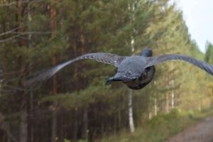 Инспектору удалось сделать редкое фото глухаря в Омской области