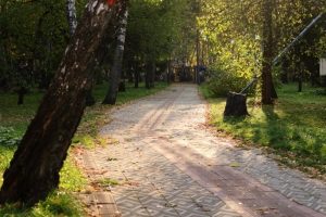 Усачи атакуют хвойные леса в трех районах Омской области