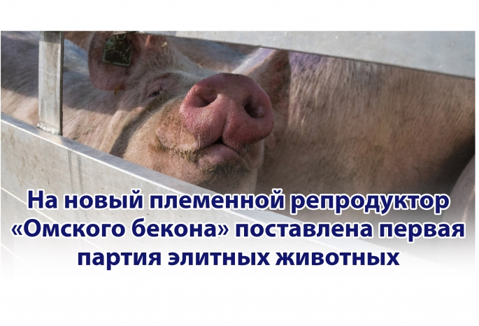 740 свинок и 12 хряков приехали из Знаменского селекционно-гибридного центра Орловской области