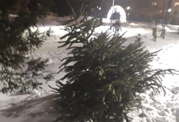 В сквере напротив мэрии Омска снегоуборочный трактор выкорчевал молодые ели — соцсети