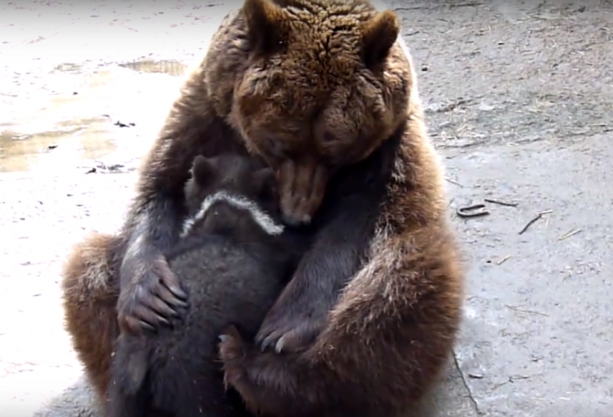 Омичам предлагают выбрать имена для трех бурых медвежат (Видео)