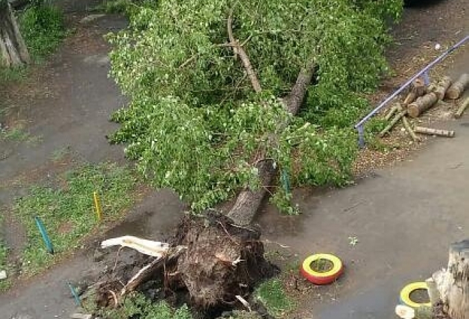 Вырванные деревья, улетевшие заборы: в Омске прошел ливень со шквалистым ветром