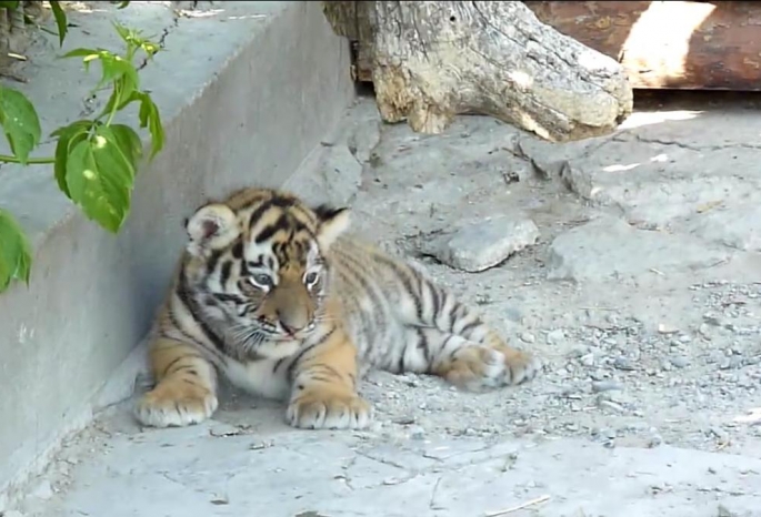 В Большереченском зоопарке снова пополнение — родились тигрята
