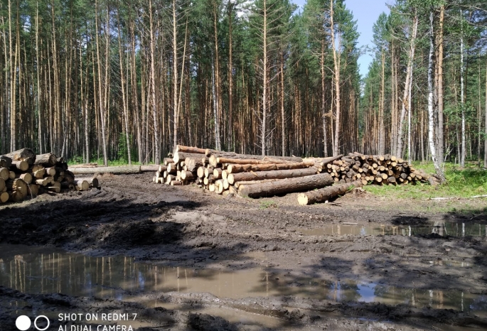 Омская прокуратура проверит, насколько законно вырубают лес в знаменитой деревне Окунево