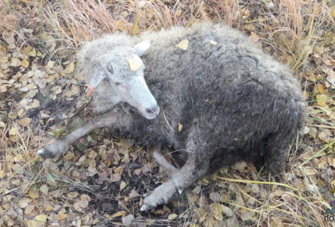 Трое омских сельчан организовали банду по краже овец