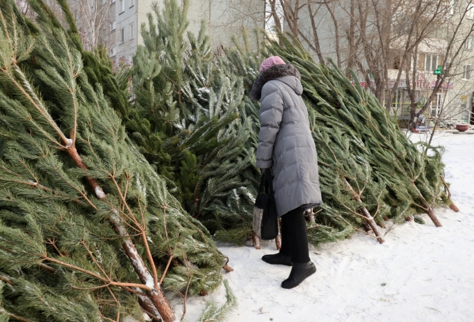 Омичам рассказали, как выбирать новогоднюю елку и какой ей нужен уход