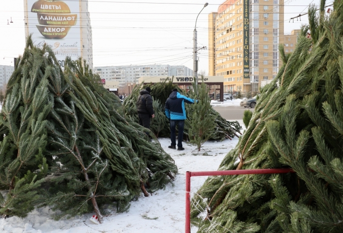 Стало известно, сколько в Омской области будут стоить новогодние елки из лесхозов