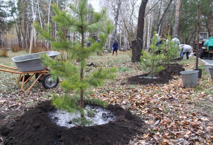 В Омске впервые начнут высаживать деревья из муниципального лесопитомника