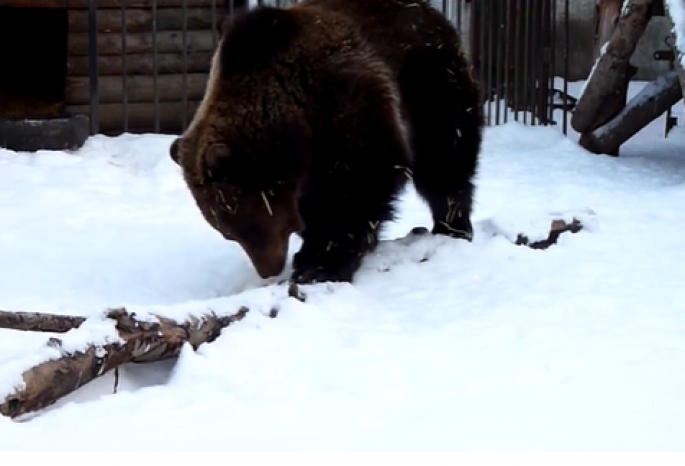 В Большереченском зоопарке медведица Соня до сих пор не ушла в зимнюю спячку