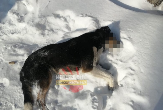 Эксперты сомневаются, что найденная в Омске собака была застрелена