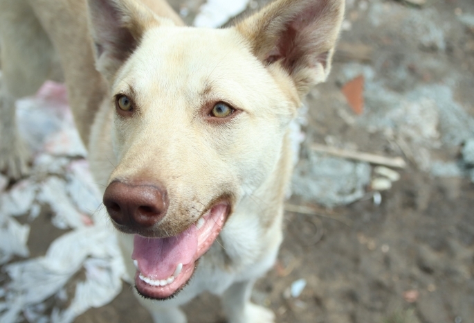 «Прокусила ногу через теплые штаны»: бездомная собака напала на детей в Омске