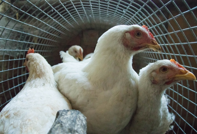 Из-за птичьего гриппа Иртышская птицефабрика ушла в минус почти на 70 миллионов
