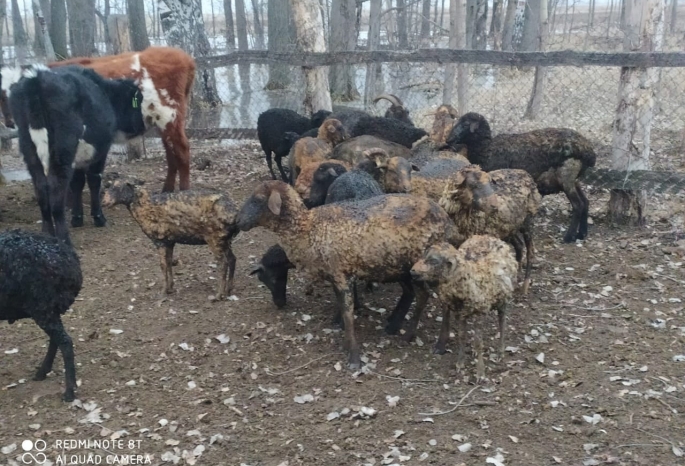В омской деревне из-за сжигания сухой травы заживо сгорело стадо овец