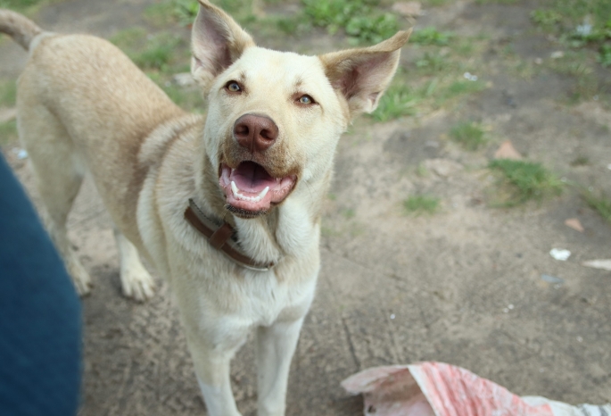 В Омске догхантеры убили трех стерилизованных собак, еще одному псу чудом удалось выжить
