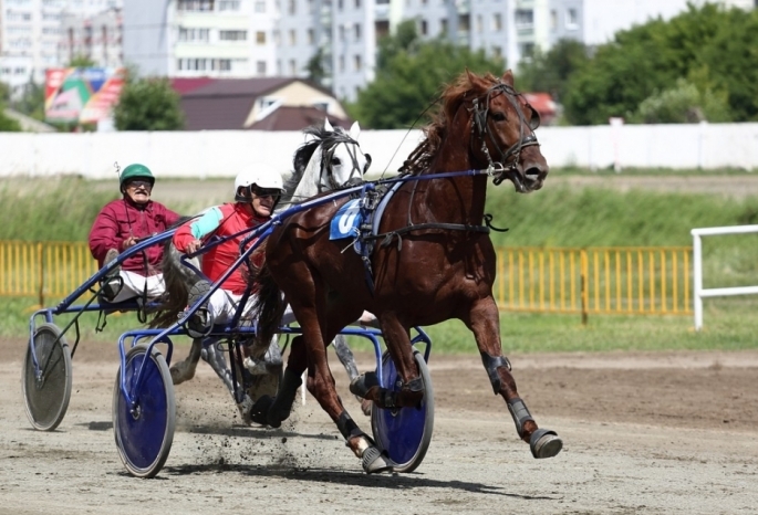 Из-за запрета массовых мероприятий конные соревнования на омском ипподроме решили провести без зрителей