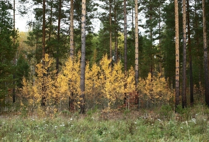 Фото эконом бор