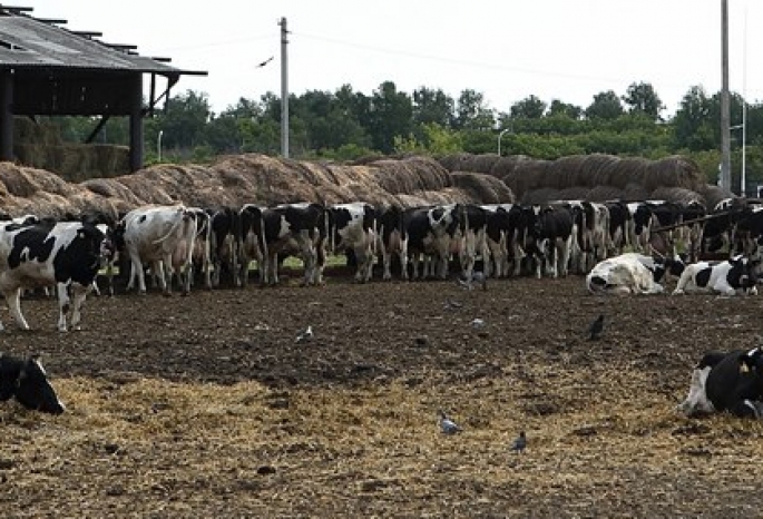 В поселке Ачаирском почти на год ввели карантин из-за лейкоза у коров
