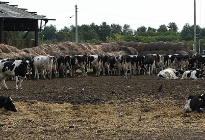 В нескольких районах Омской области ввели карантин из-за болезни рогатого скота
