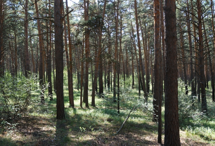 В Омской области уже сутки ищут пенсионерку, пропавшую в лесу