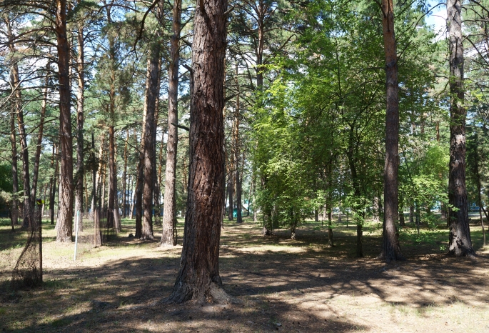 На жителя Омской области завели три дела за рубку берез на запретной территории