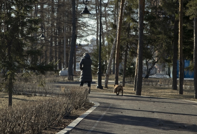 В Омске овчарка, гулявшая без намордника, искусала женщину и ее таксу