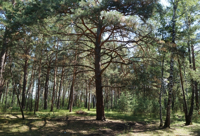 Большие леса. Тарский район лес. Омский лес. Лес мертвых деревьев в Омской области. Лес 3 действия