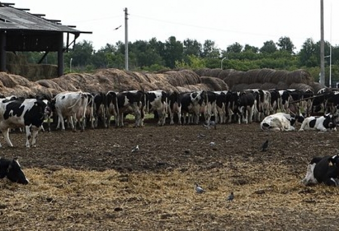 На севере Омской области на год ввели карантин из-за опасной инфекции у скота