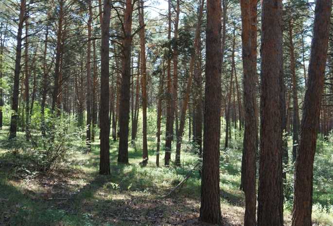 Две омские фирмы не защитили арендованные леса от незаконных рубок – с них взыскивают миллион