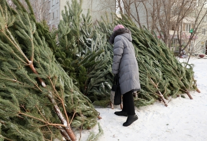 Омичи сдали более 1700 новогодних елок на переработку