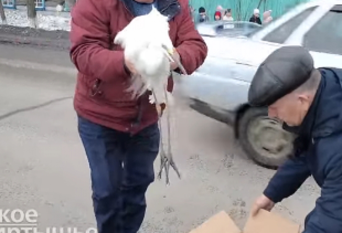 Цапля перепутала сезоны и досрочно прилетела в Омскую область, где чуть не погибла от голода