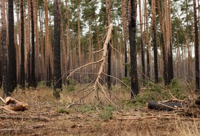 В Омской области на выходных случились первые лесные пожары