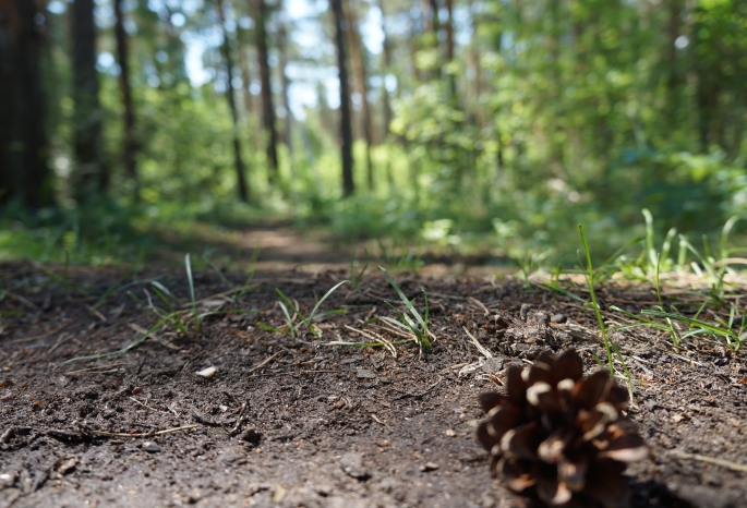 В Омской области завершилось расследование дела директора лесхоза, который инициировал сплошную рубку здоровых деревьев