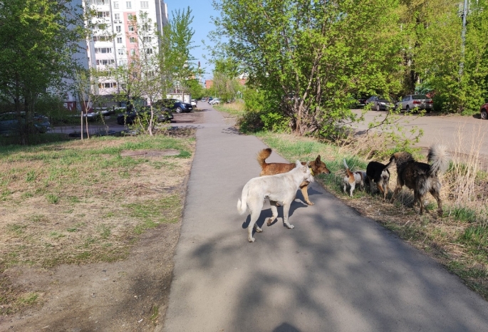 В Центральном округе Омска сразу три ребенка пострадали от нападения бездомных собак