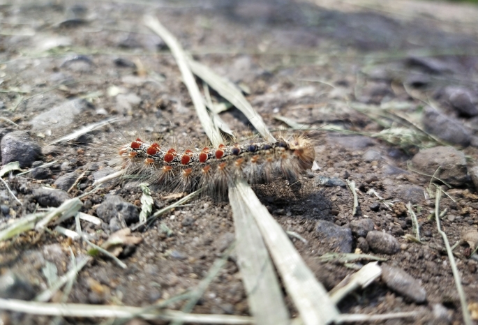В Омске гусеницы шелкопряда уничтожают парк 300-летия 
