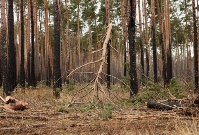 На севере Омской области лес загорелся из-за грозы