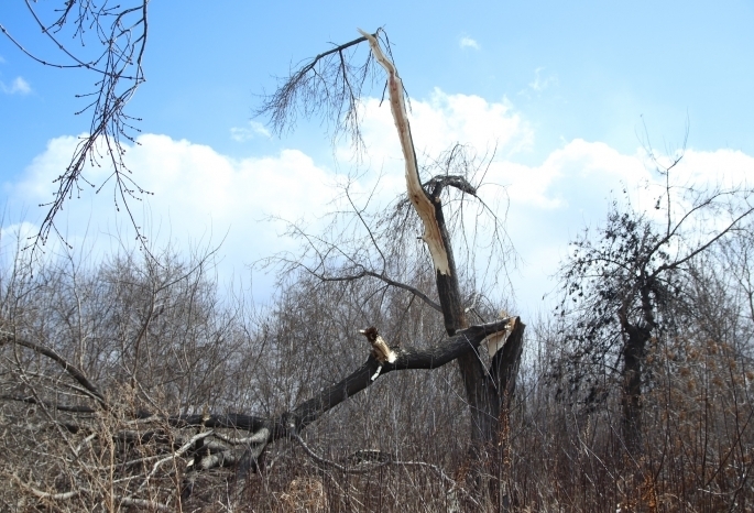 В Омской области ураган снес крыши и выдрал деревья с корнями
