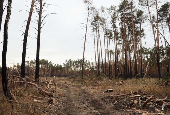 Омский предприниматель попал под несколько уголовных дел за вырубку леса на 6 млн рублей