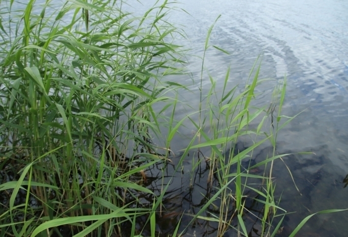 Два омича утонули за прошедшие сутки в Иртыше