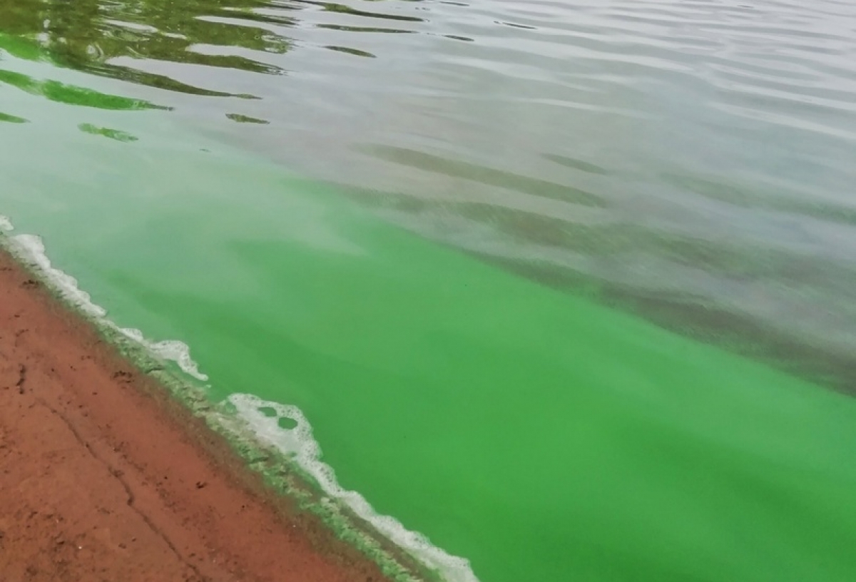Вода в Иртыше у омского парка стала кислотно-зеленого цвета. В минприроды объяснили, почему