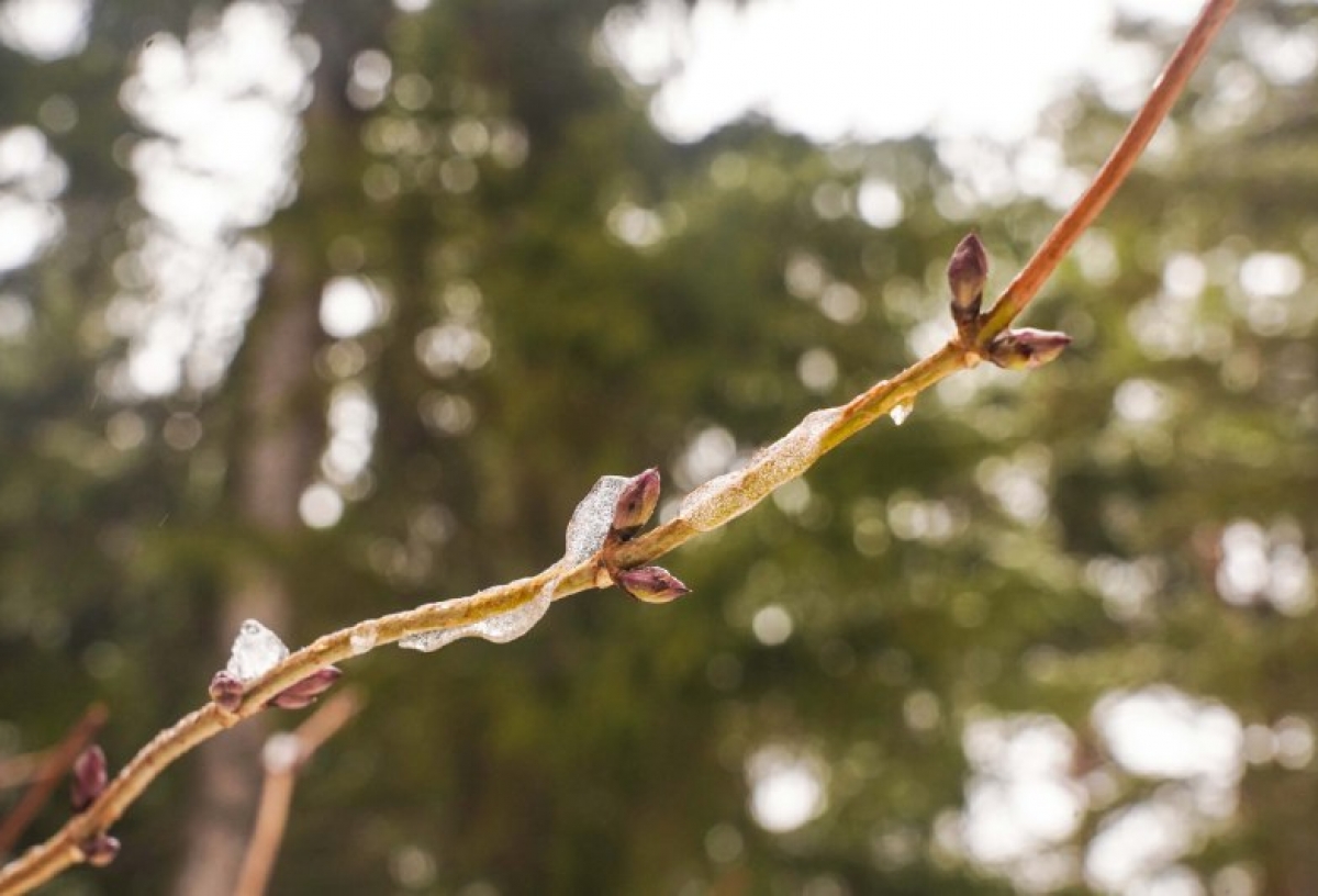 Перед стартом зимы в омском дендросаду на деревьях набухли почки 