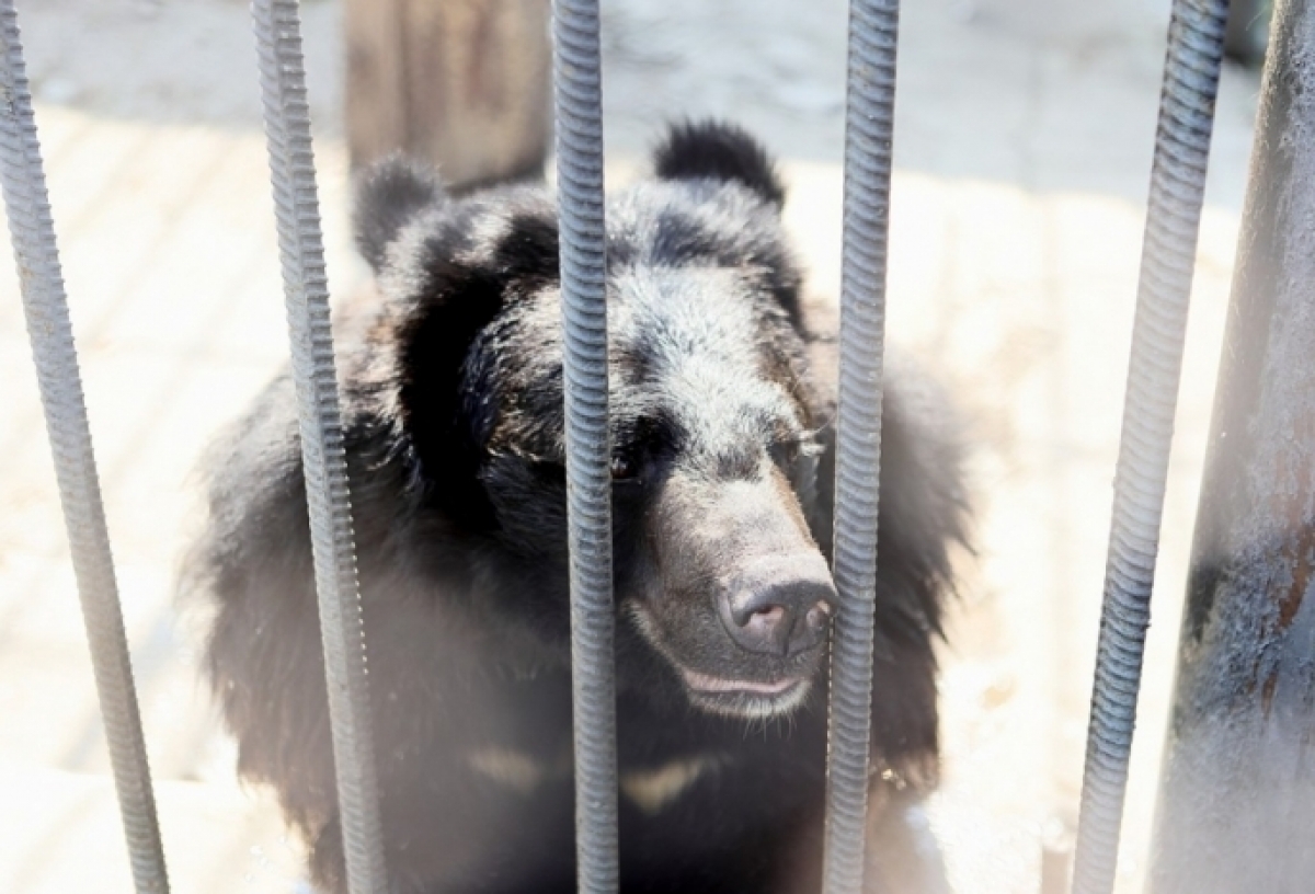 В Большереченском зоопарке в спячку не впали только два медведя