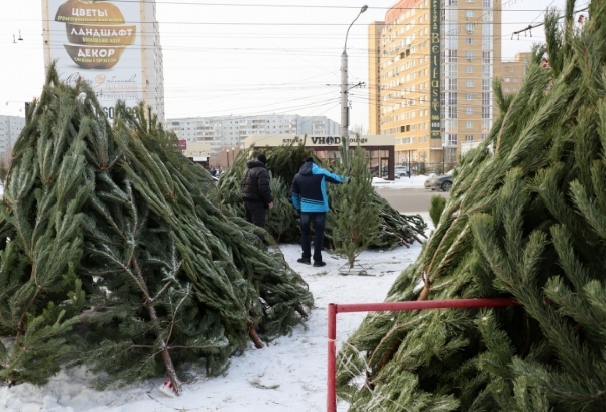 В Ленинском округе Омска будут работать 22 елочных базара