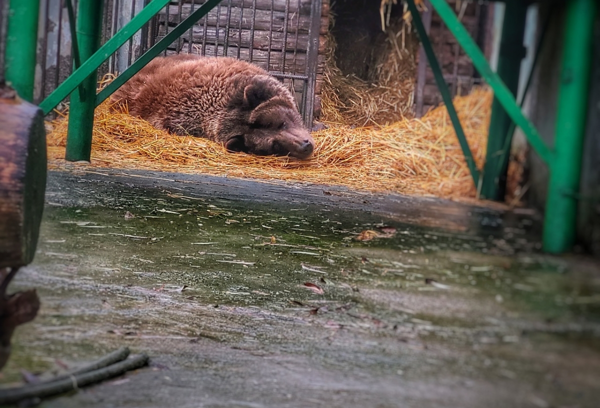 В Большереченском зоопарке из-за аномального тепла проснулась медведица